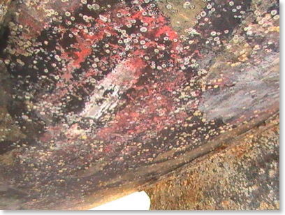 coquillages2